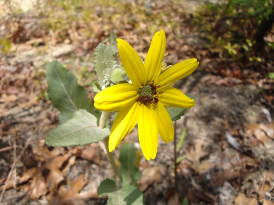 {Berlandiera pumila}